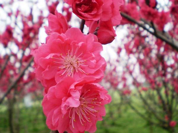 紅梅花一般什么時候開花？