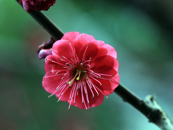 紅梅花一般什么時候開花？