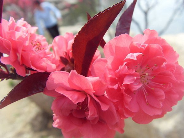 紅葉碧桃花期有多長，幾月份開花？