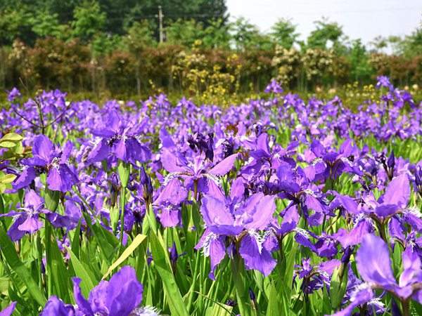 鳶尾草基地實拍圖片