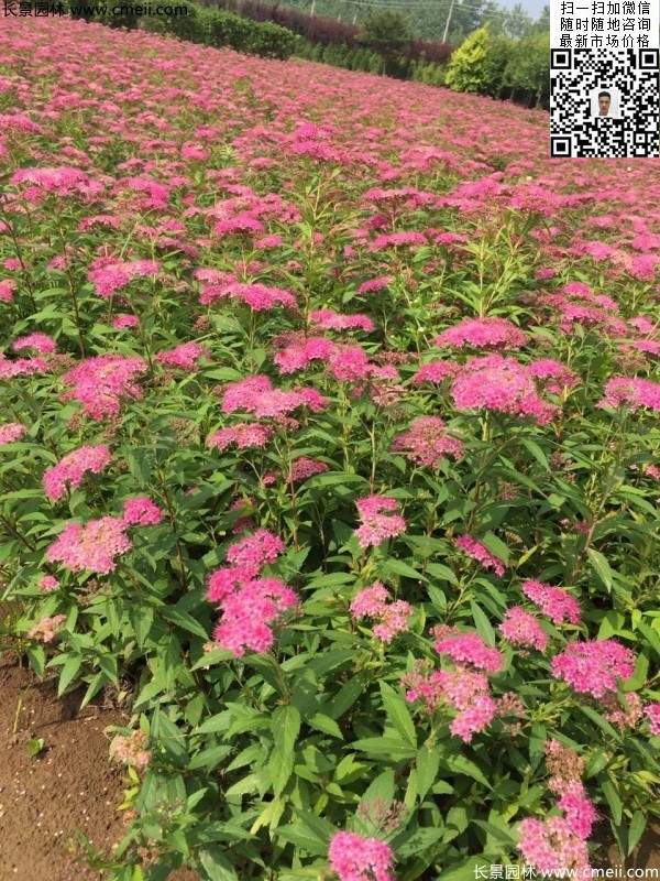 粉花繡線菊基地圖片