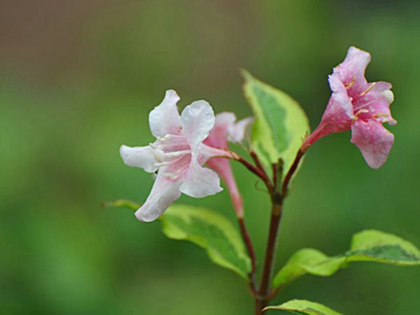 花葉錦帶花