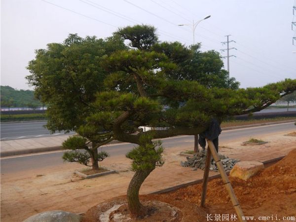 沭陽(yáng)黑松造型