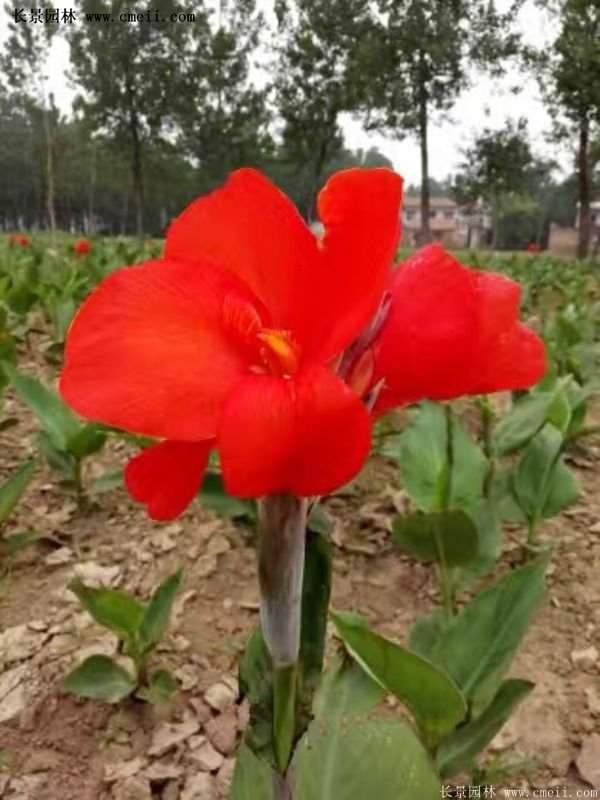 紅花美人蕉基地