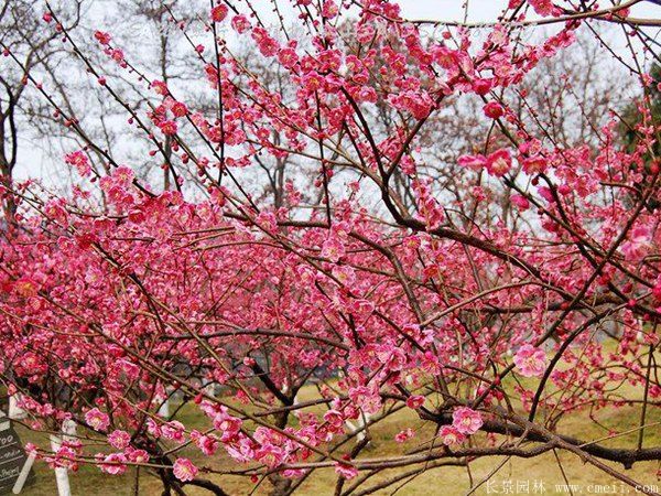 批發(fā)供應(yīng)紅梅和骨里紅梅，規(guī)格齊全、價格低