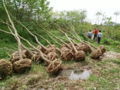 烏柏樹(shù)