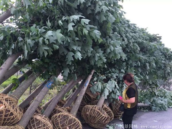 馬褂樹基地馬褂樹圖片