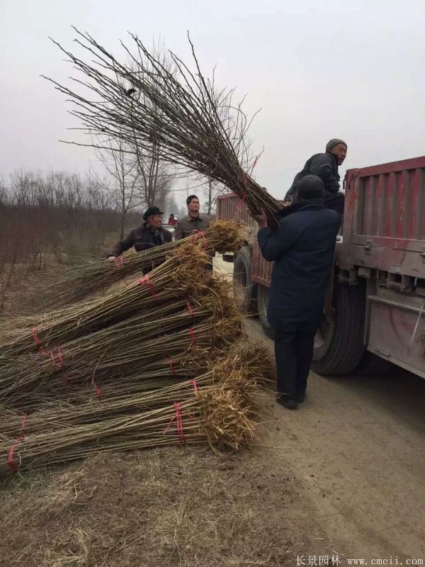 桑樹苗圖片桑樹基地實(shí)拍