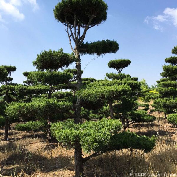 龍柏造型樹圖片龍柏造型樹基地實(shí)拍