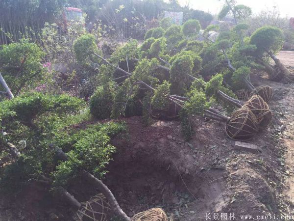 小葉女貞造型樹圖片基地實(shí)拍