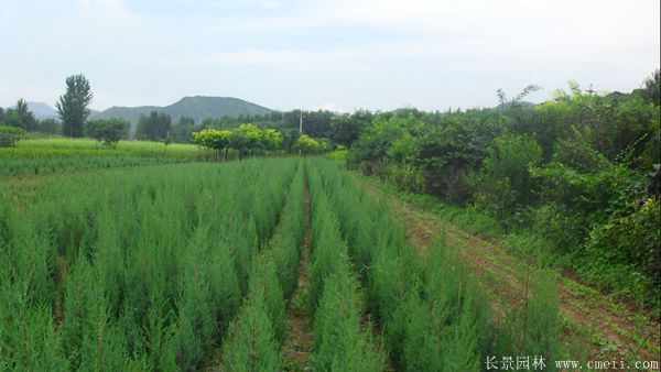 刺柏圖片刺柏基地實(shí)拍