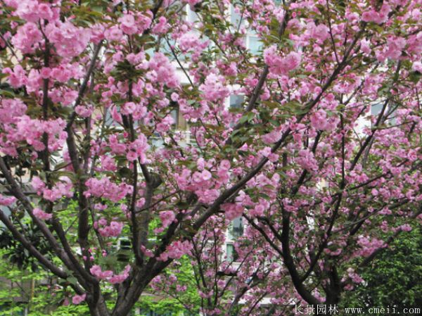 櫻花樹(shù)圖片基地實(shí)拍