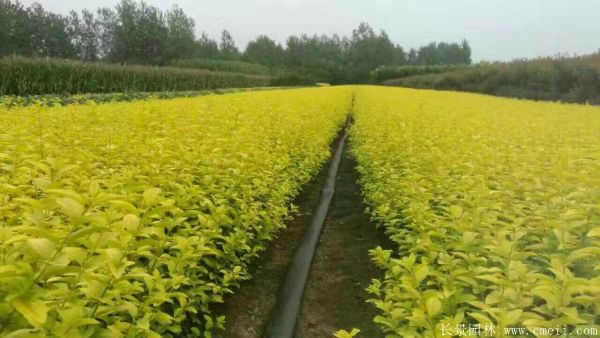 金葉女貞圖片基地實拍