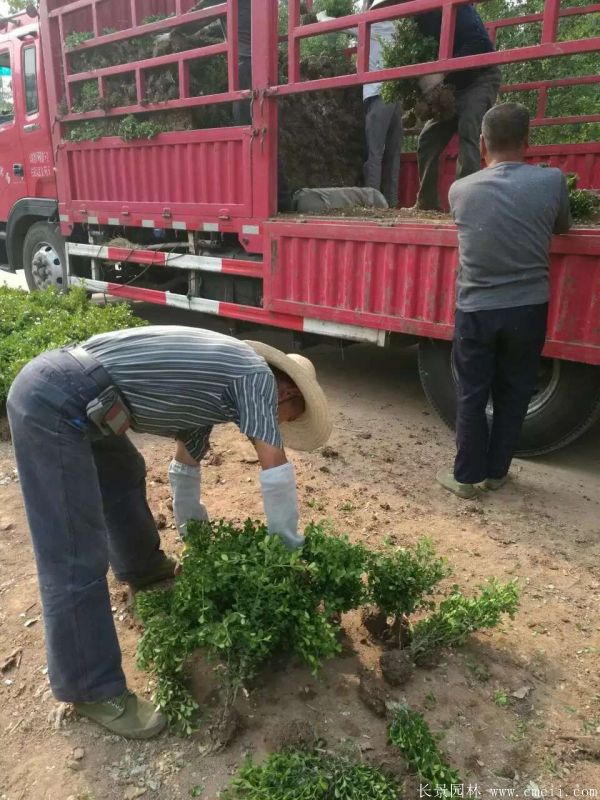 小葉黃楊圖片基地實(shí)拍