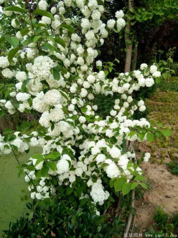 繡球花圖片基地實拍