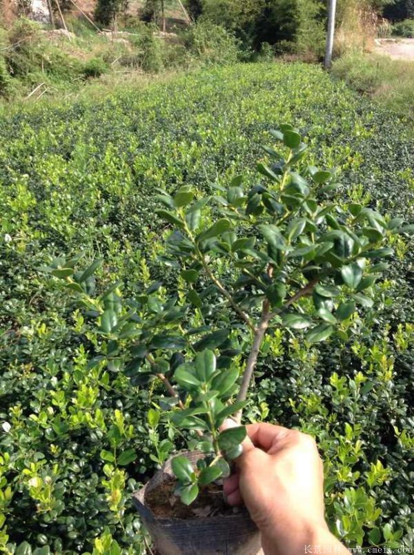 枸骨苗圖片基地實拍