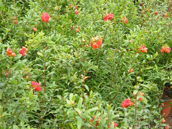 花石榴圖片基地實拍