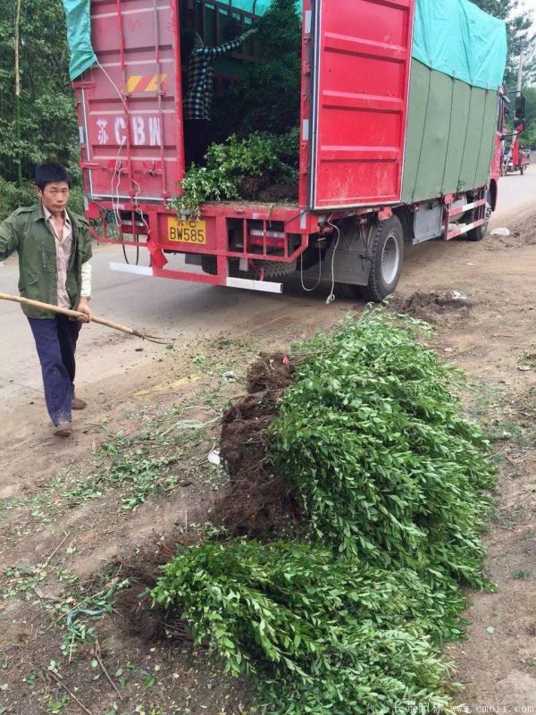 火棘苗圖片基地實(shí)拍