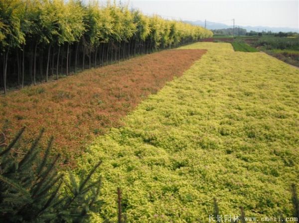 繡線菊圖片基地實(shí)拍