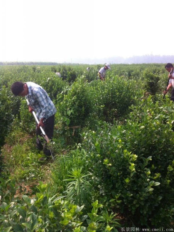 衛(wèi)矛圖片基地實拍