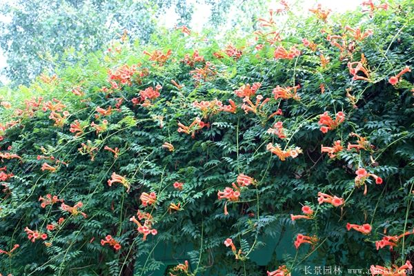 凌霄花圖片基地實拍