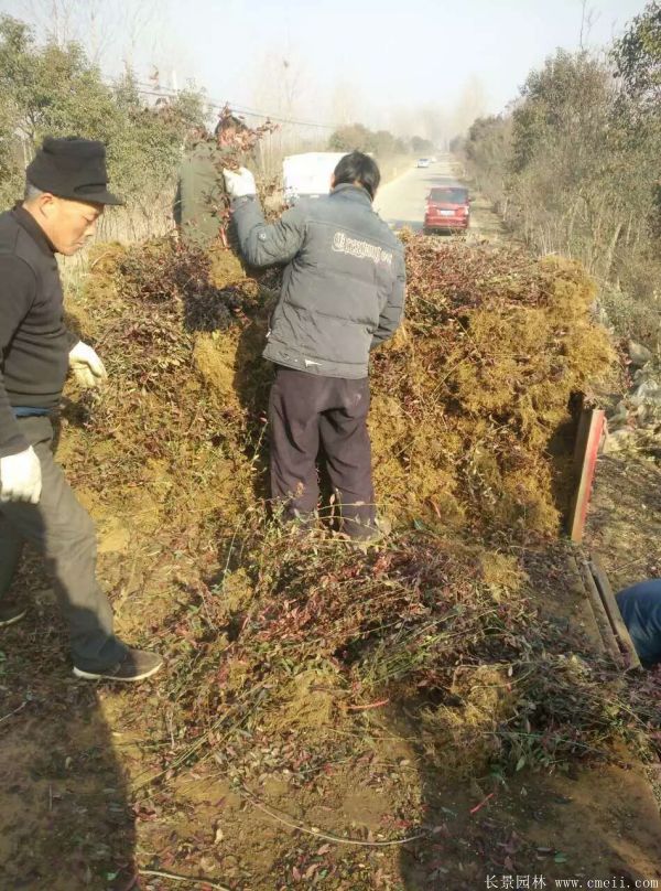 扶芳藤圖片基地實拍