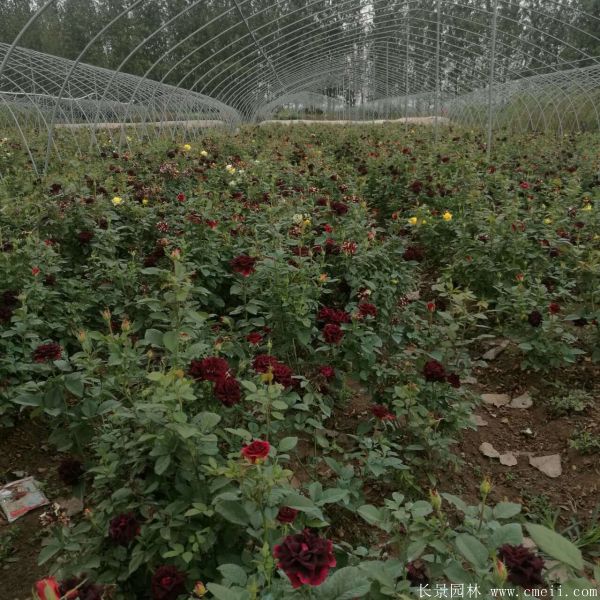 流星雨月季花圖片基地實(shí)拍