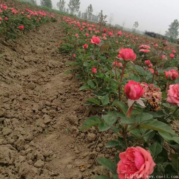 月季花圖片基地實(shí)拍