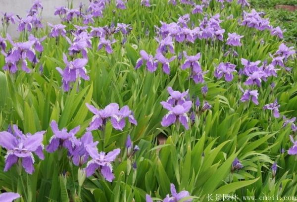 鳶尾花圖片基地實(shí)拍