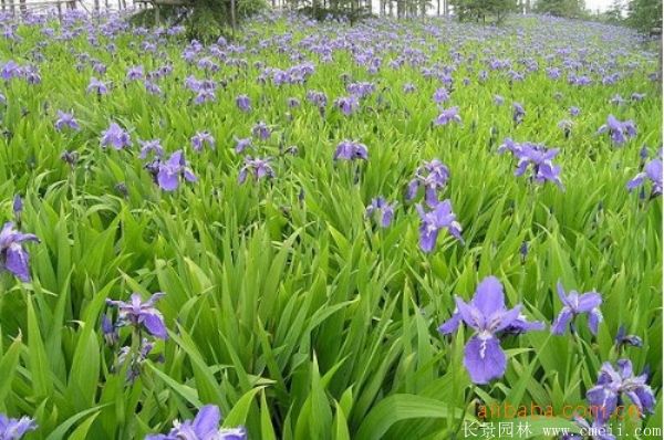 藍(lán)花鳶尾基地實(shí)拍圖片