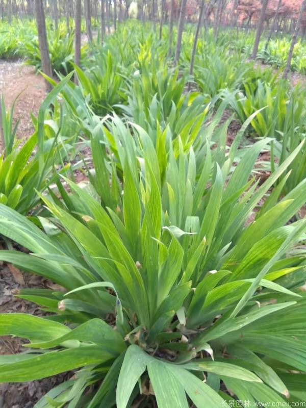 藍(lán)花鳶尾基地實(shí)拍圖片