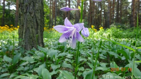 紫花玉簪基地實(shí)拍圖片