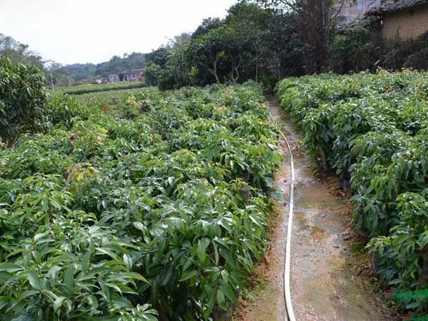 荔枝種子發(fā)芽出苗圖片