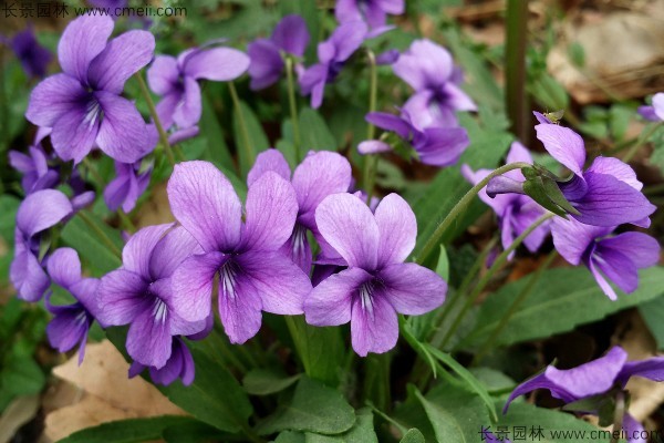 紫花地丁種子發(fā)芽出苗開(kāi)花圖片