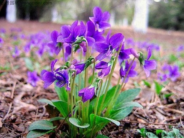 紫花地丁種子發(fā)芽出苗開(kāi)花圖片