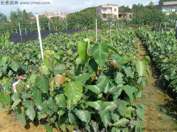 菩提樹(shù)種子發(fā)芽出苗圖片