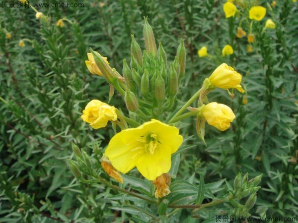 夜來香種子發(fā)芽出苗開花圖片