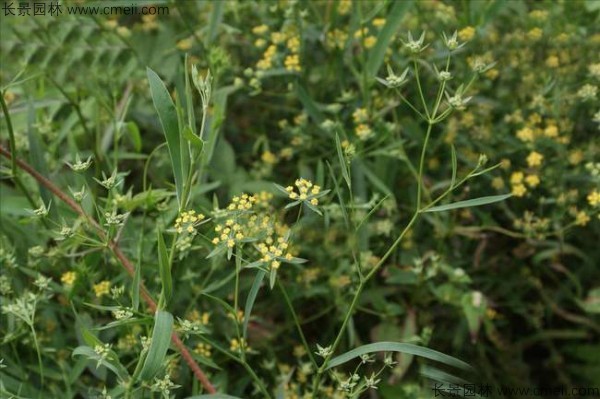 柴胡種子發(fā)芽出苗開花圖片