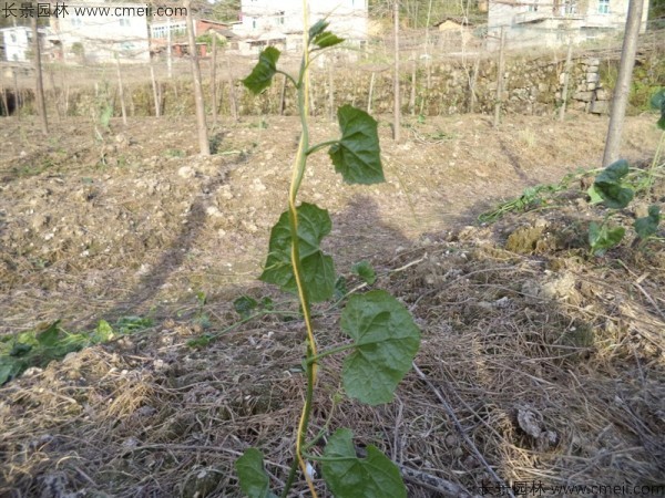 瓜蔞種子發(fā)芽出苗基地圖片