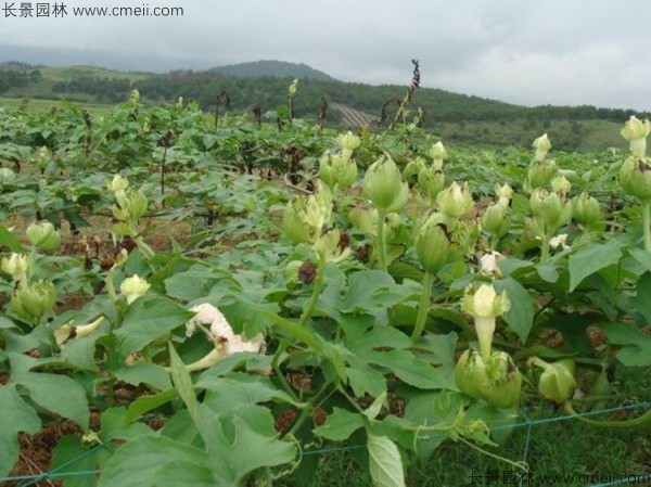 瓜蔞種子發(fā)芽出苗基地圖片