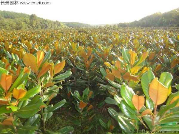 廣玉蘭種子發(fā)芽出苗圖片