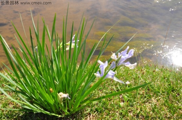 馬蘭種子發(fā)芽出苗圖片