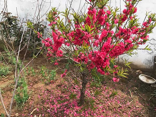 蟠桃樹(shù)苗開(kāi)花圖片