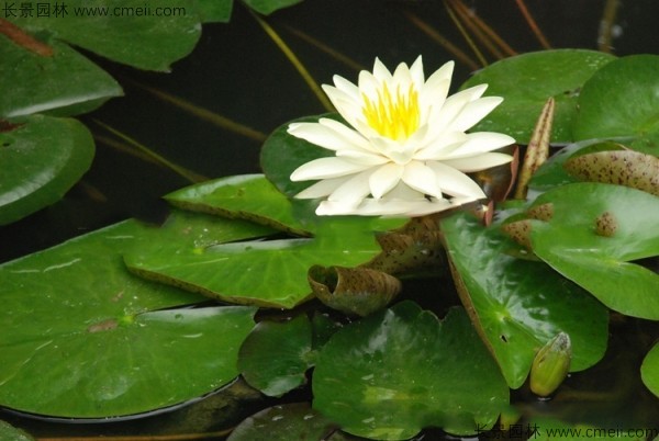 睡蓮開(kāi)花圖片