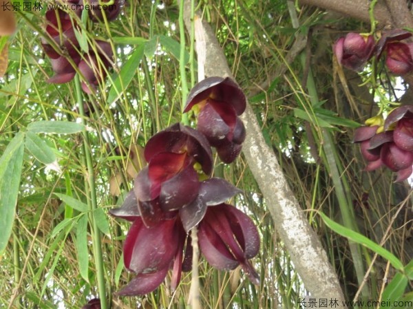 油麻藤開(kāi)花樹(shù)葉樹(shù)藤圖片