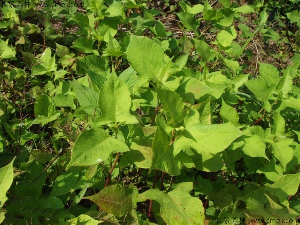 甜蕎麥種子發(fā)芽出苗圖片