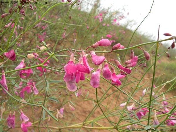 花棒開(kāi)花圖片