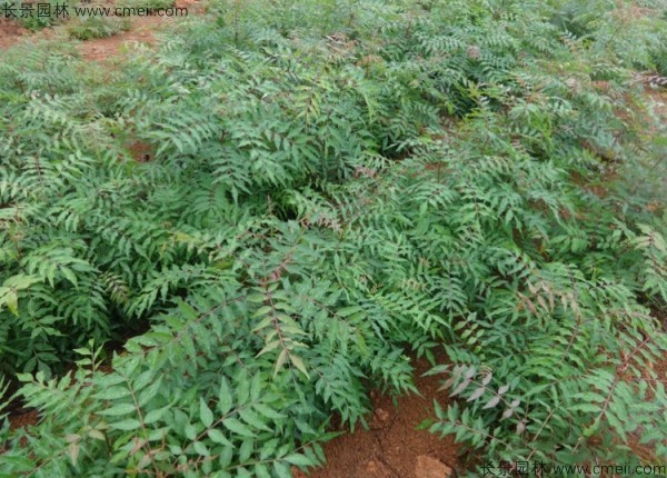 黃連木種子發(fā)芽出苗圖片