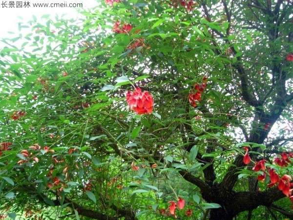 雞冠刺桐種子發(fā)芽出苗開花圖片