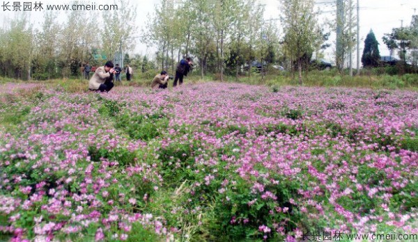 紫云英種子發(fā)芽出苗開(kāi)花圖片